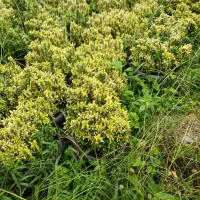 انواع گلهای باغ وباغچهویلاوبالکن|گل و گیاه طبیعی|تهران, ترمینال غرب|دیوار