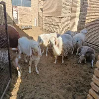 فروش چند عدد بره نر،وکره چپش|حیوانات مزرعه|بفروئیه, |دیوار