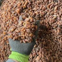 کشمش آفتابی