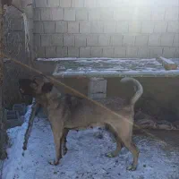 ماده سرابی|سگ|مشگین شهر, |دیوار