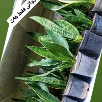 سانسوریا کرواتی ابلغ وسبز