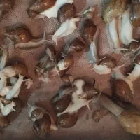 حلزون|خزنده|ملایر, |دیوار