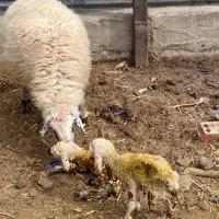 فروشی بره ماده وکهره|حیوانات مزرعه|کرمان, |دیوار