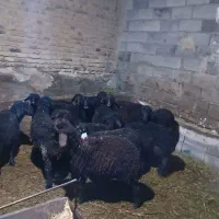 بره های قره قزل