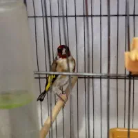 سره چهار گل