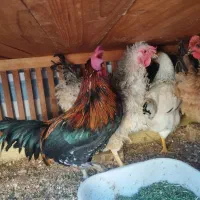 خروس|حیوانات مزرعه|اصفهان, شهرک امام خمینی|دیوار