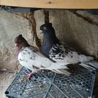 جفت کله ای نر و ماده