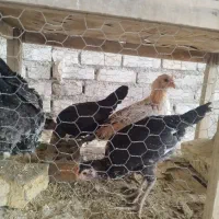 تلویزیون گلین اصل مر.غ گ.لین