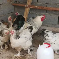تعدادی مرغ و یک عدد خروس برهما