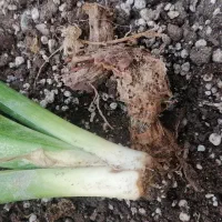 ویزیت تخصصی گیاه آپارتمانی در منزل|گل و گیاه طبیعی|کرمان, |دیوار