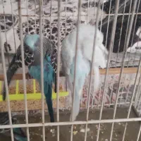 جوجه مرغ عشق دو ماهه