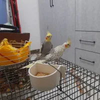 عروس هلندی با قفس