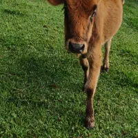 گاو|حیوانات مزرعه|سنگر, |دیوار