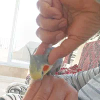 عروس هلندی|پرنده|مشهد, شهرک لشکر (شهرک غرب)|دیوار