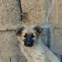 سگ پامرین|سگ|مرودشت, ژیان|دیوار