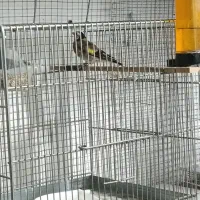 سهره     قناری