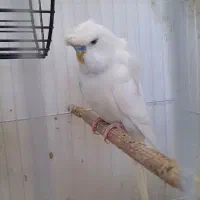 مرغ عشق پروانه ای معاوضه پیکینیک