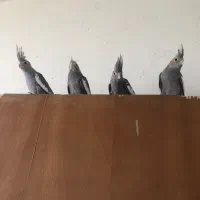 جوجه عروس هلندی