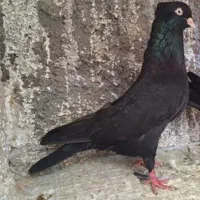 زاغ کاکلی گمشده