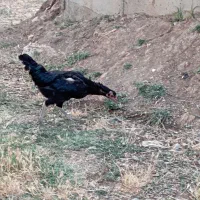 مرغ تخم گزار