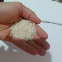 برنج درجه یک ایرانی زمین های شیرآباد