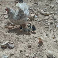 مرغ لری اصل گلین