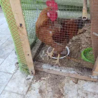 خروس حنایی و سفید
