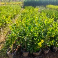 فروش یاس هلندی