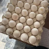 تخم مرغ نوک زده