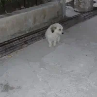 واگذاری یک سگ شیتزو