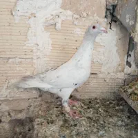 کبوتر گرفتنی