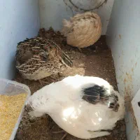 بلدرچین ماده