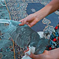 کفتر یا کبوتر ساده صندل کاکلی|حیوانات|مشهد, خواجه ربیع|دیوار