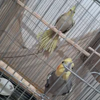 عروس هلندی جفت مولد جوجه بزرگ کن