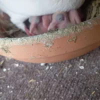 کبوتر گمشده نفتک