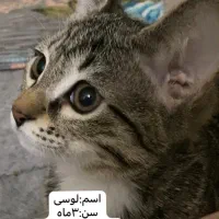 واگذاری گربه ۳ ماهه واکسن زده شناسنامه داره
