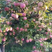 فروش-باغ-سیب-درکوهانی