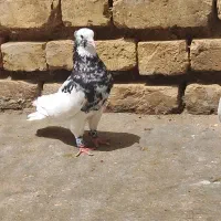 پرنده کفتر کبوتر