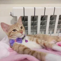 واگذاری رایگان بچه گربه|گربه|امیرکلا, |دیوار