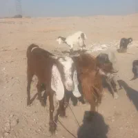 بزغاله ماده|حیوانات مزرعه|فشاپویه, |دیوار