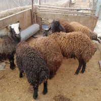 بره نر|حیوانات مزرعه|کنگاور, |دیوار