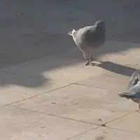 کفتر