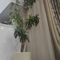 درختچه بامبو خاکی (پیله‌موا) ریشه بن‌سای