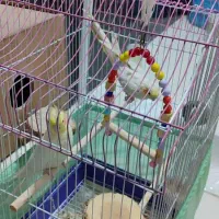 عروس هلندی مولد