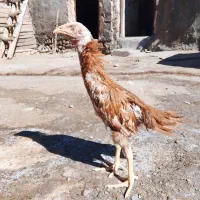جوجه لاری اصیل خ.س.ک