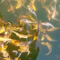 ماهی کوی|ماهی|مشهد, مهدی آباد|دیوار