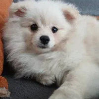 سگ پامر خرسی و روباهی معاوضه با توله ژرمن نر|سگ|تهران, علم و صنعت|دیوار