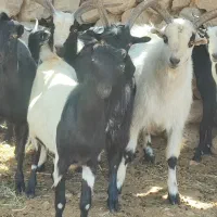 بزغاله نر فروشی