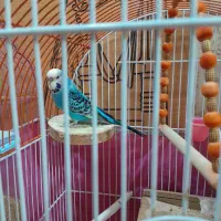 عروس هلندی|پرنده|اصفهان, فرودگاه شهید بهشتی|دیوار