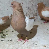 کبوتر سینه زرد